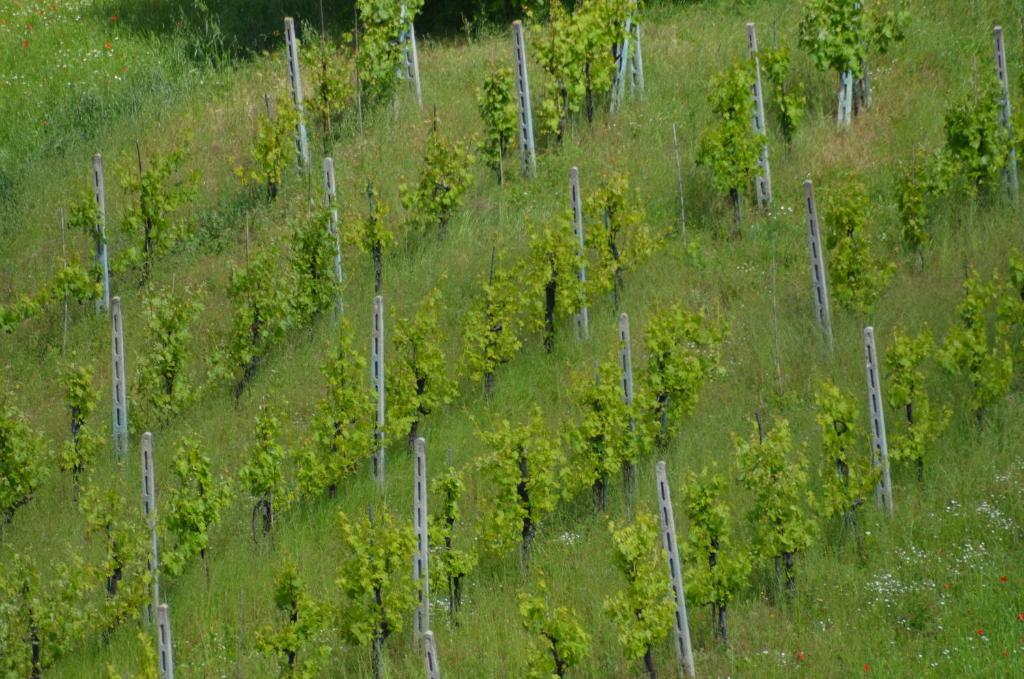 B&B La Terrazza Del Subasio Assisi Kültér fotó
